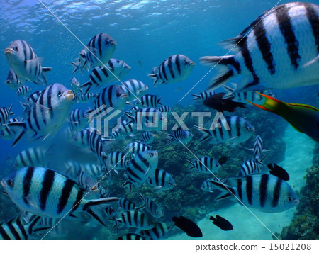 Oyabicha Rokusen tin medaka sparrow tropical fish southern country south island Okinawa paradise Kerama Islands Kerama 15021208