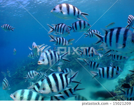 Oyabicha Rokusen tin medaka sparrow tropical fish southern country south island Okinawa paradise Kerama Islands Kerama Oyabicha Rokusen tin medaka sparrow tropical fish southern country south island Okinawa paradise Kerama Islands Kerama 15021209