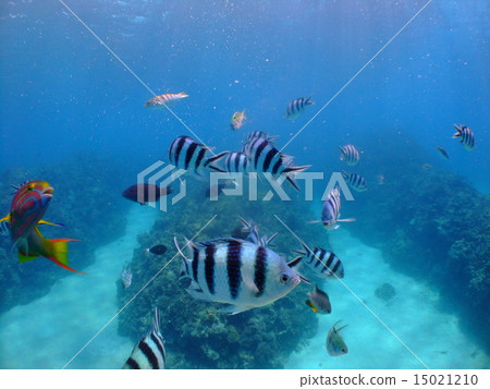 Oyabicha Rokusen tin medaka sparrow tropical fish southern country south island Okinawa paradise Kerama Islands Kerama 15021210
