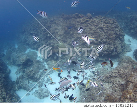 Oyabicha Rokusen tin medaka sparrow tropical fish southern country south island Okinawa paradise Kerama Islands Kerama Oyabicha Rokusen tin medaka sparrow tropical fish southern country south island Okinawa paradise Kerama Islands Kerama 15021215