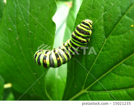 caterpillar of the butterfly machaon on the leaf 15021235
