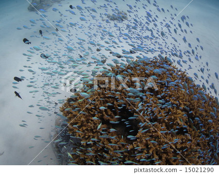 Devasuzumei die tin tai tropical fish South south island Okinawa paradise Kerama Islands Kerama islands 15021290