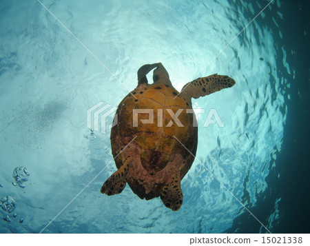 Turtle Turtle Turtle Sea Turtle South Island South Island Okinawa Paradise Kerama Is. 15021338