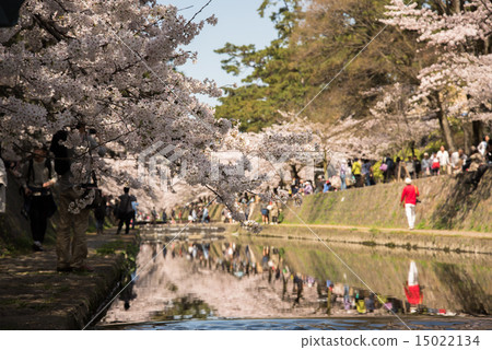 櫻花的櫻花盛開 櫻花的櫻花盛開 15022134