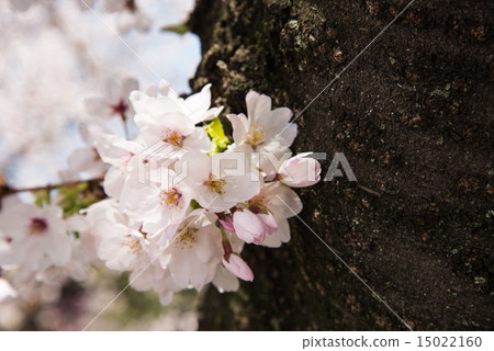 Cherry Blossoms Cherry Blossoms 15022160