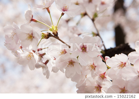 櫻花 櫻花 15022162