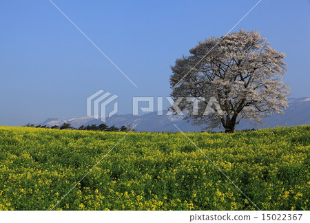 Koiwai的一棵櫻花樹 15022367