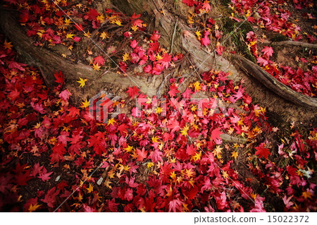 Autumnal leaves fallen leaves and tree roots Autumnal leaves fallen leaves and tree roots 15022372