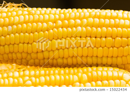 Fresh corn cobs Fresh corn cobs 15022434