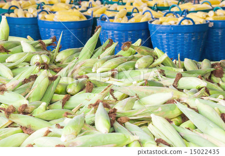 Fresh corn in basket Fresh corn in basket 15022435
