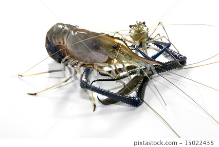 Giant Freshwater Prawn Giant Freshwater Prawn 15022438
