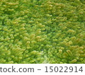 Aquatic plants 2 15022914