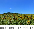 Sunflower field 1 15022917