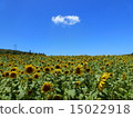 Sunflower field 2 15022918