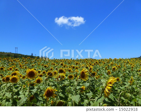 Sunflower field 2 Sunflower field 2 15022918