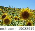 Sunflower field 3 15022919