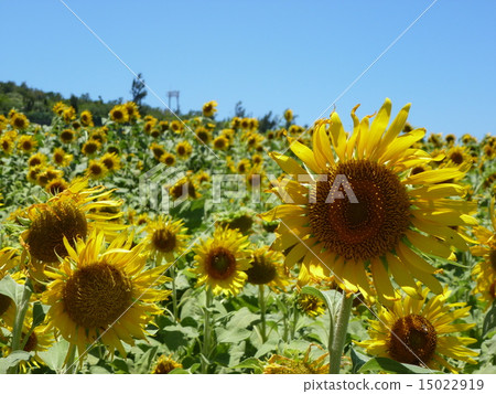 Sunflower field 3 Sunflower field 3 15022919