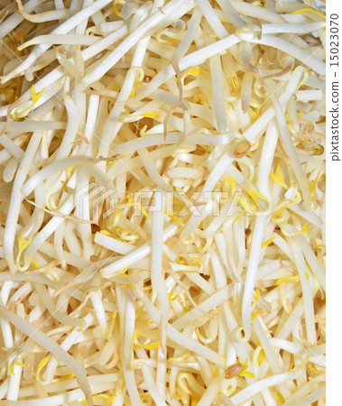 fresh bean sprouts