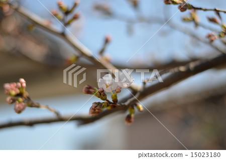 盛開在庭院裡的櫻花 盛開在庭院裡的櫻花 15023180