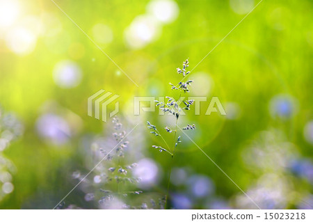 Grass spikelet  15023218