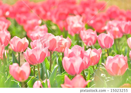 Tulip Tulip 15023255