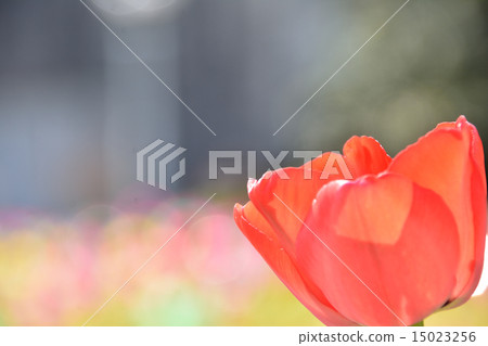 Tulip Tulip 15023256