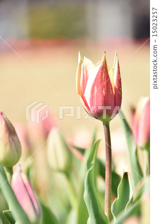 Tulip Tulip 15023257