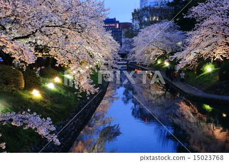 Cherry blossoms of Matsukawa at evening 15023768