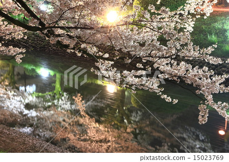 松川的櫻花在晚上 15023769