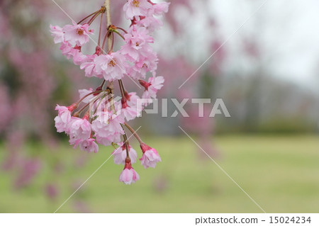 死棕色櫻桃樹 15024234