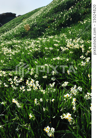 Izu Nunikisaki 15024820