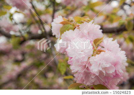 薄荷早晨櫻花走過 15024823