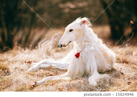 Dog Russian Borzoi Wolfhound Head Dog Russian Borzoi Wolfhound Head 15024946