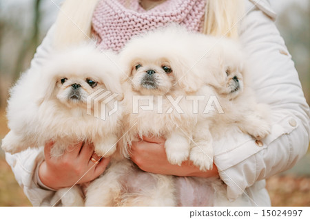 White Pekingese Pekinese Peke Whelp Puppy Dog 15024997