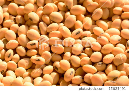 soy 15025491