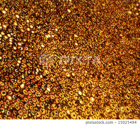 Plasmodesmata slice under the microscope 15025494