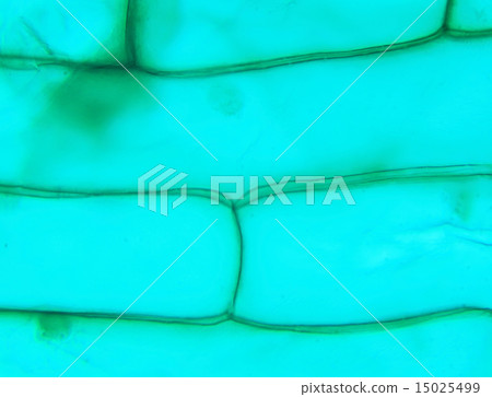 Rhode flagellate protozoa under a microscope Rhode flagellate protozoa under a microscope 15025499