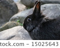 Black Rabbit 15025643