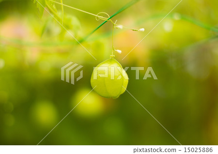 綠色新鮮的飛行鵪鶉 15025886