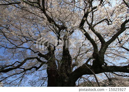 Daigo Sakura 4 Daigo Sakura 4 15025927