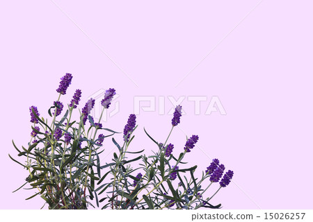 Lavender (background purple) Lavender (background purple) 15026257