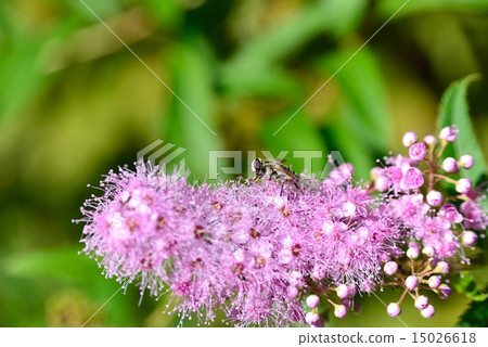 bee's exploration bee's exploration 15026618