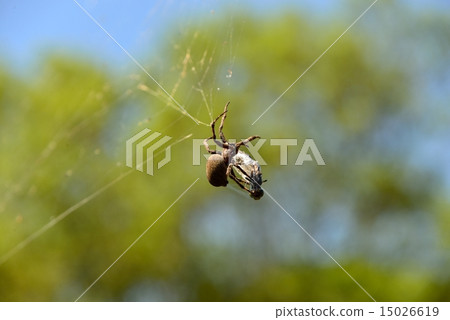 spider's hunt spider's hunt 15026619