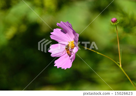 cosmos in autumn 15026623
