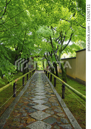 Koetsuji新鮮綠色的入口 15026711