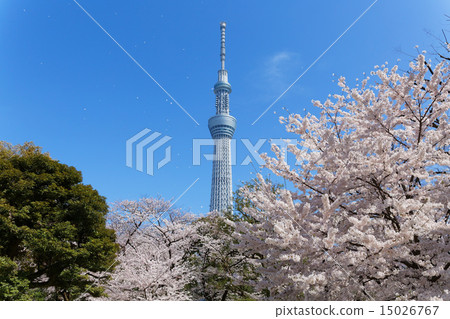 櫻花隅田公園和東京天空樹 15026767