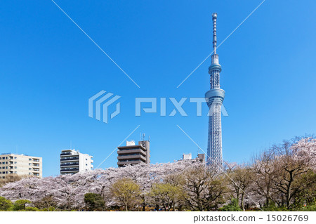 Cherry Blossoms Sumida Park and Tokyo Sky Tree 15026769