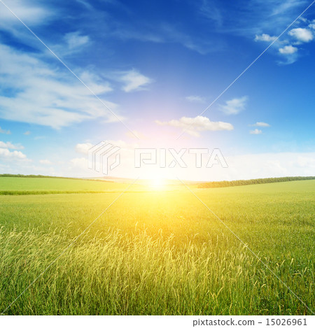 Beautiful sunset on green field Beautiful sunset on green field 15026961