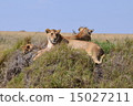 Lion family 15027211