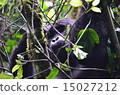 Mountain gorilla wild? 15027212